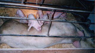 pigonmom2.jpg